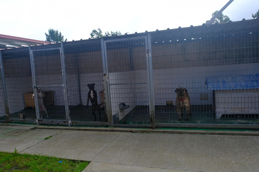 La Lei de Benestar animal afectará a las obligaciones y gestión del refugio de Mougá, en Ferrol