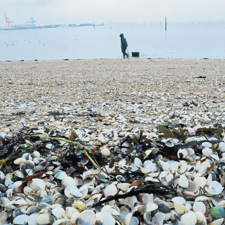 Se buscan almejas resistentes al cambio climático en Arousa