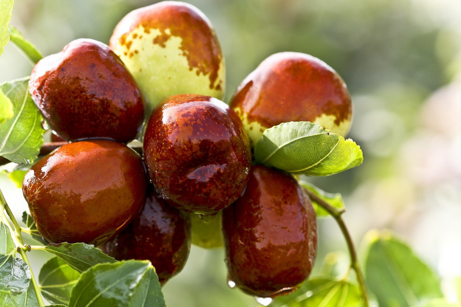 AGFA do Eume y San Sadurniño organizan un nuevo curso de fruticultura