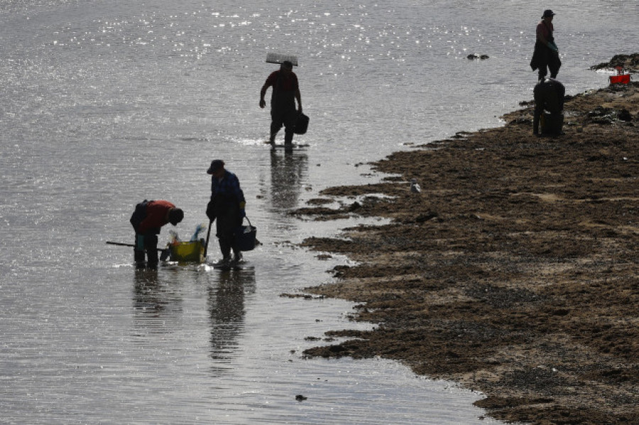 Ayudas al sector del marisqueo