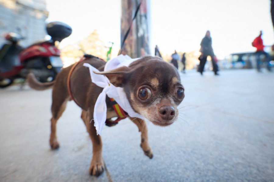 Un juzgado de Vigo fija una pensión de 40 euros para una mascota tras un divorcio