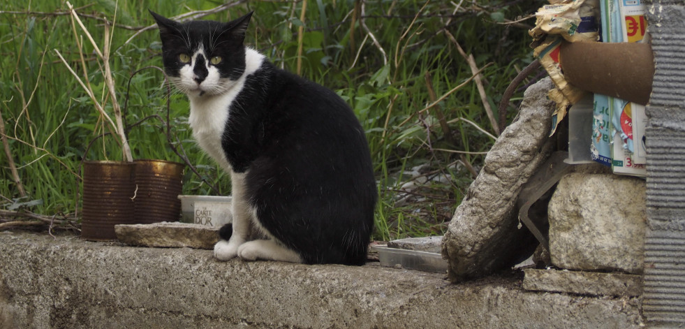 Narón multiplica por cuatro el número de felinos identificados