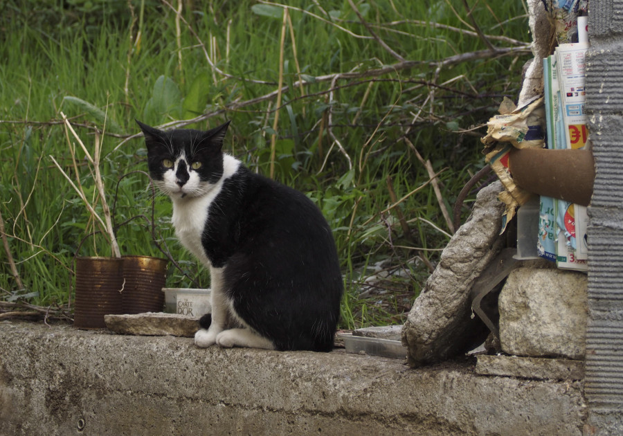 Narón multiplica por cuatro el número de felinos identificados