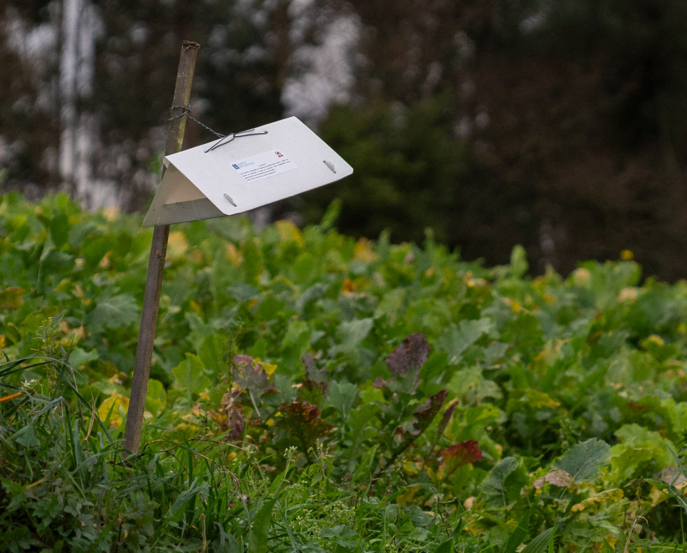 Restricciones plantacion patatas Leandro Paz