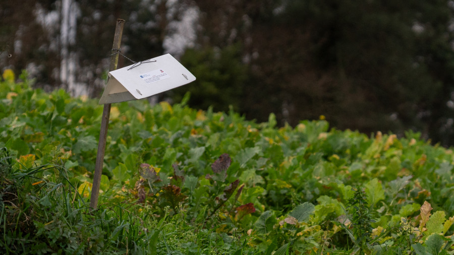 San Sadurniño critica la tardanza en la publicación del mapa de restricciones para plantar patatas