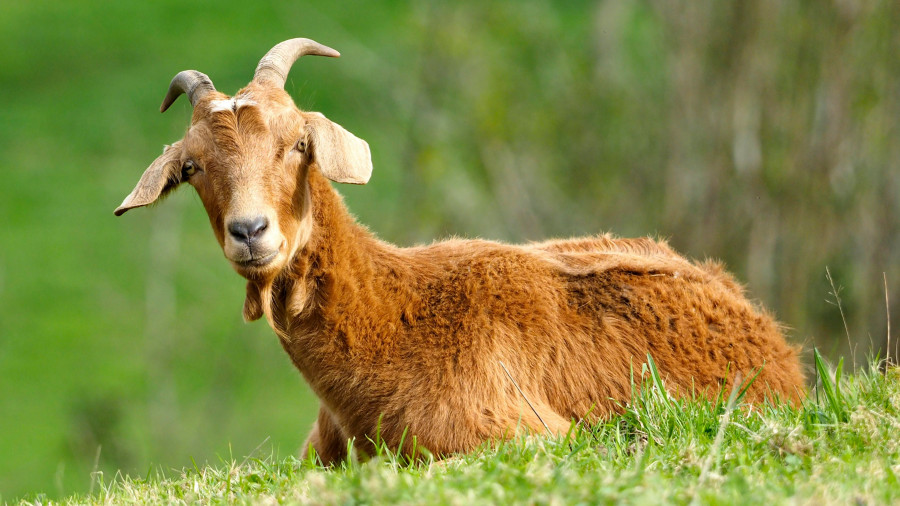 La odisea de dos cabras 'perdidas' que llegaron al refugio ferrolano de Mougá