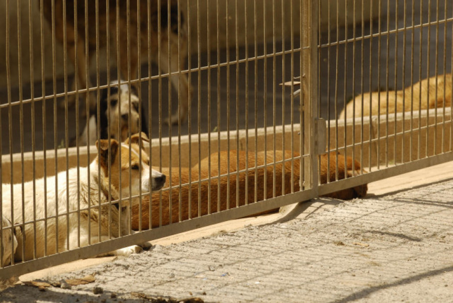 La Xunta dará ayudas de 150 euros para la adopción de mascotas de los centros de acogida