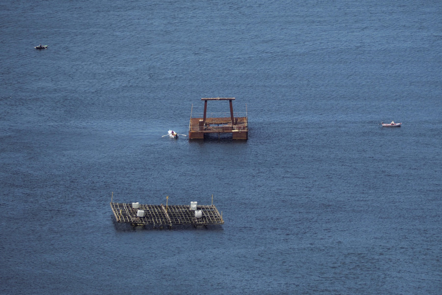 La batea de Ferrol depuró desde su puesta en marcha 676.000 kilos de bivalvos