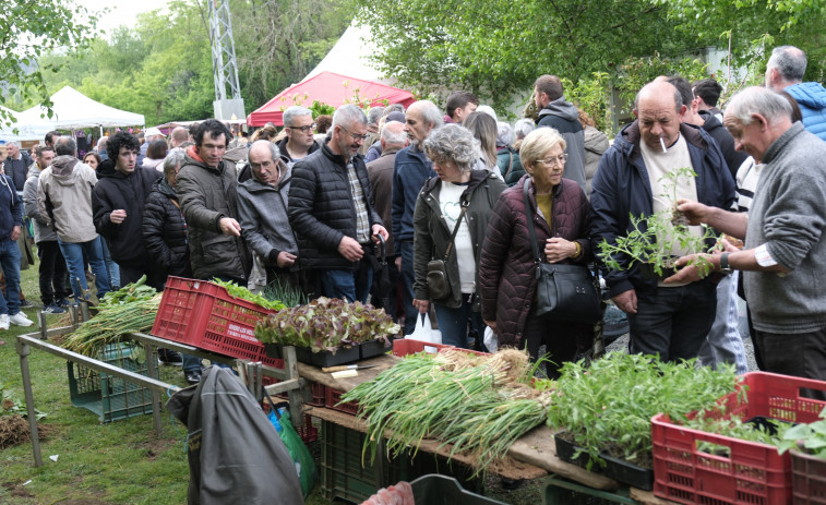 Feira da Plantación 2024: un paseo por San Sadurniño