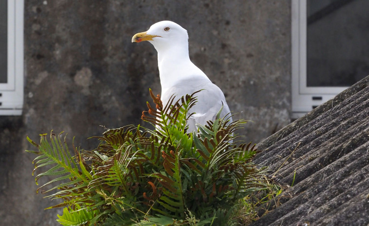 Comienza la campaña de control de aves en Ferrol con la retirada de nidos de gaviota