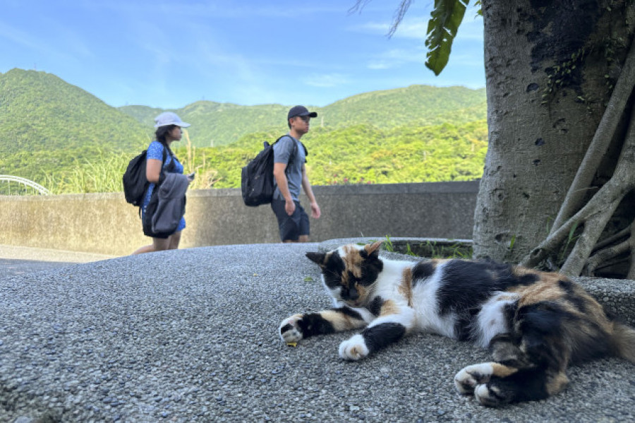 El pueblo que cambió las minas de carbón por el amor a los gatos