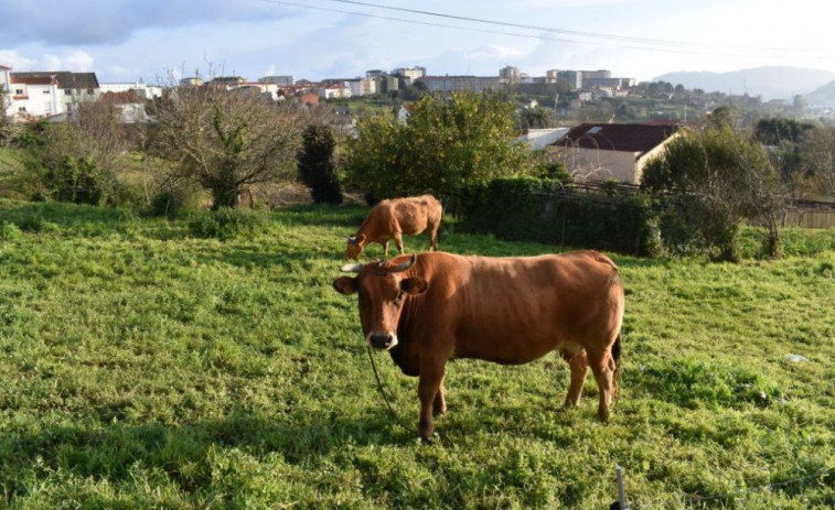 “Ferrol, máis rural do que pensas” é a proclama dun grupo do Concepción Arenal