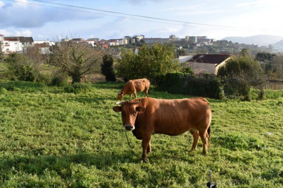 “Ferrol, máis rural do que pensas” é a proclama dun grupo do Concepción Arenal