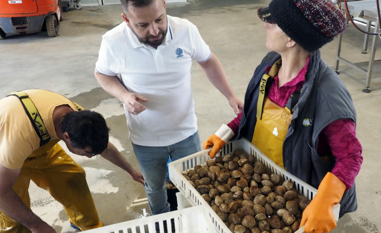 El mercado italiano absorbe la mayor parte del carneiro que se extrae en Ferrol