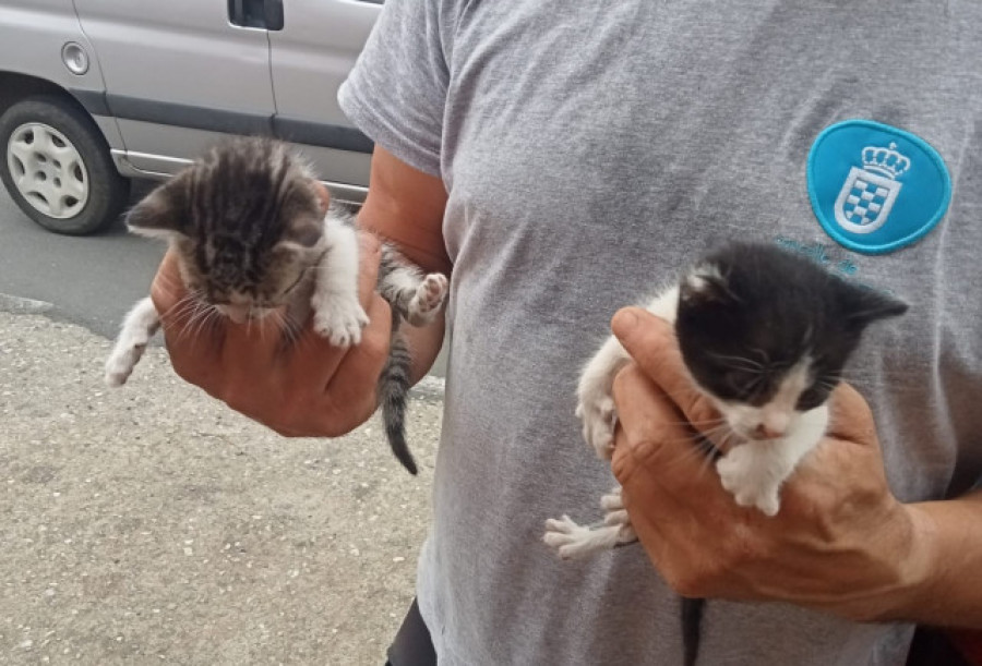 Rescatados los dos gatos que permanecían emparedados en Ordes