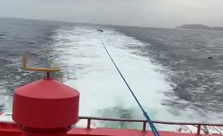 Hallan una ballena muerta cerca de la playa de Doniños, en Ferrol