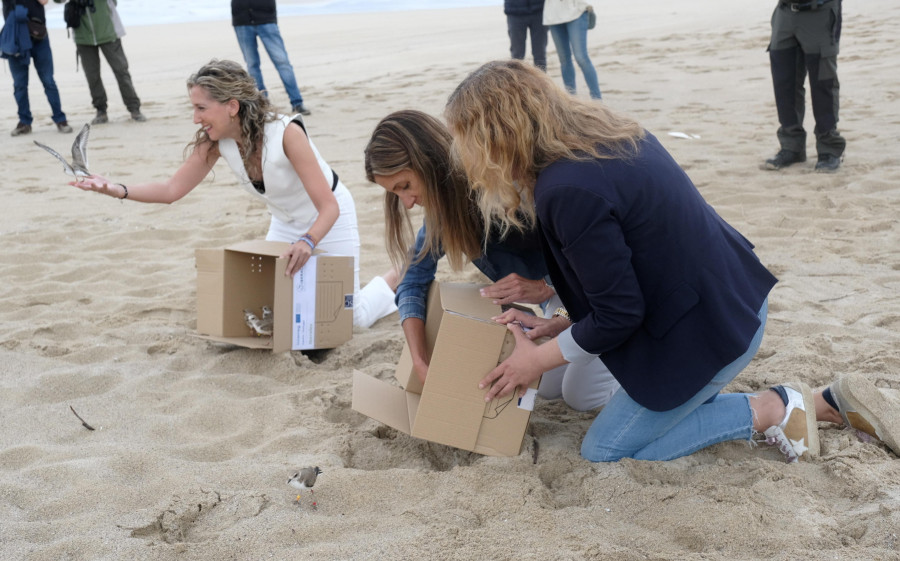 El entorno de la playa de Esmelle cuenta ya con doce nuevos ejemplares de píllaras