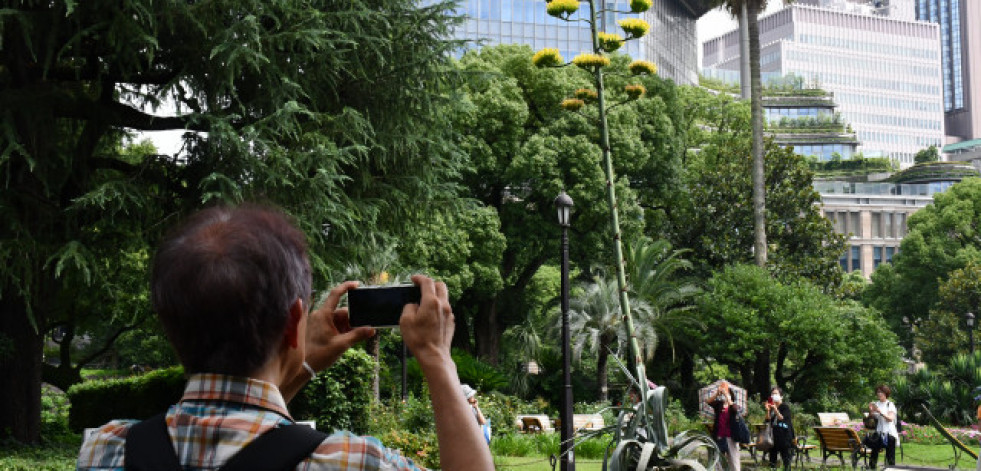 Una planta que florece una vez al siglo abre sus flores en un parque de Tokio