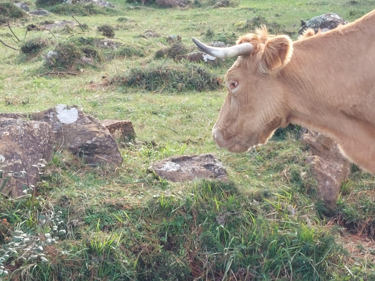Vaca Serra da Capelada