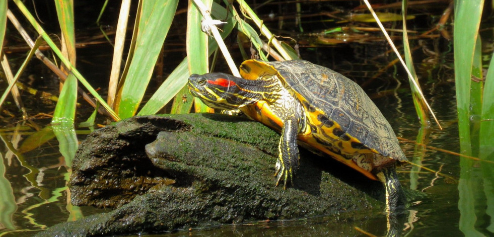 Cedeira alerta de la presencia de tortugas exóticas en el río Condomiñas