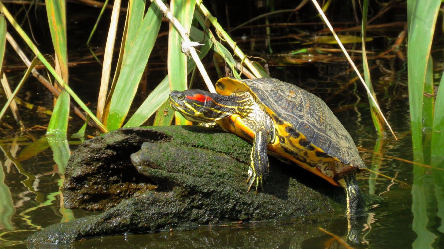 Cedeira alerta de la presencia de tortugas exóticas en el río Condomiñas