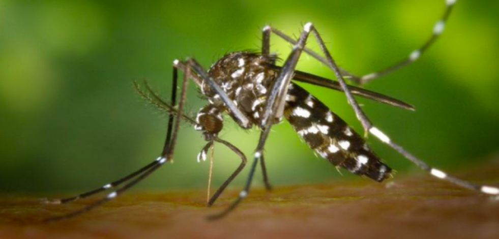 Prevenir las picaduras de insectos este verano, ¿qué se debe y no se debe hacer?