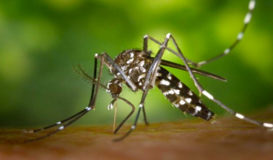 Prevenir las picaduras de insectos este verano, ¿qué se debe y no se debe hacer?