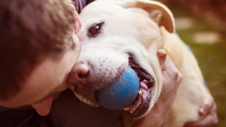 Los perros se vuelven más negativos al oler el estrés humano