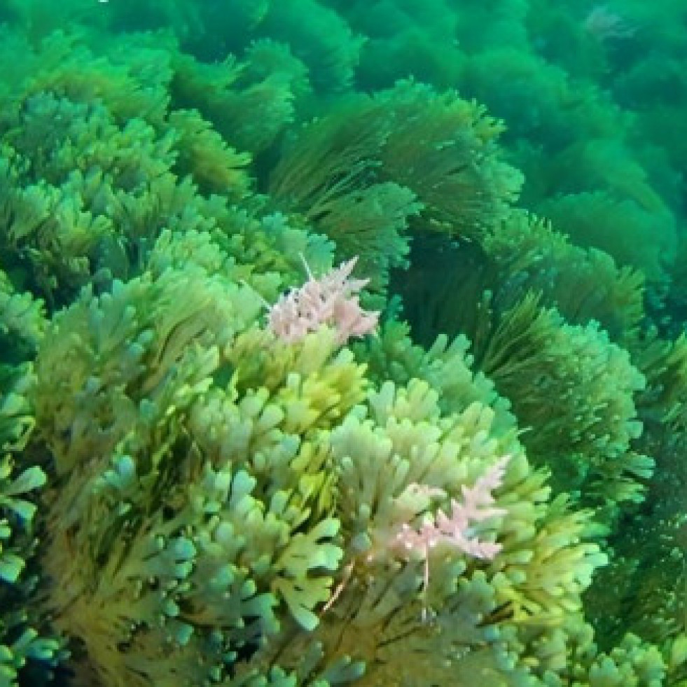 La Xunta prepara un comité para estudiar la situación de un alga asiática invasora en las costas gallegas