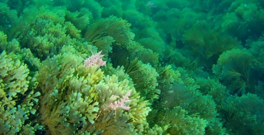 La Xunta prepara un comité para estudiar la situación de un alga asiática invasora en las costas gallegas