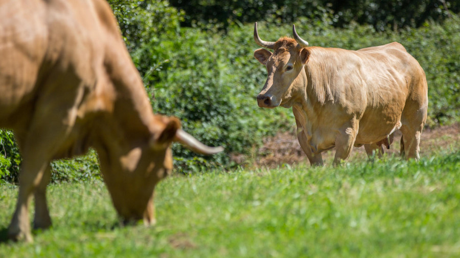 "No molesten" a las vacas de A Capelada: el aviso a turistas del Concello de Cedeira