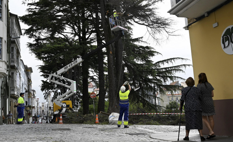 La plaza de Amboage perderá un nuevo cedro a causa de una infección del hongo Armillaria