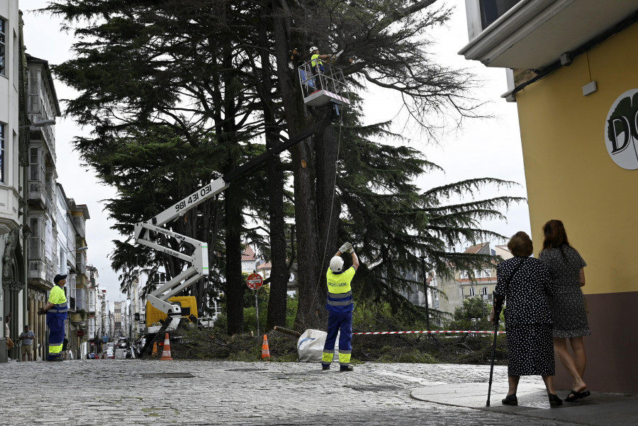 La plaza de Amboage perderá un nuevo cedro a causa de una infección del hongo Armillaria