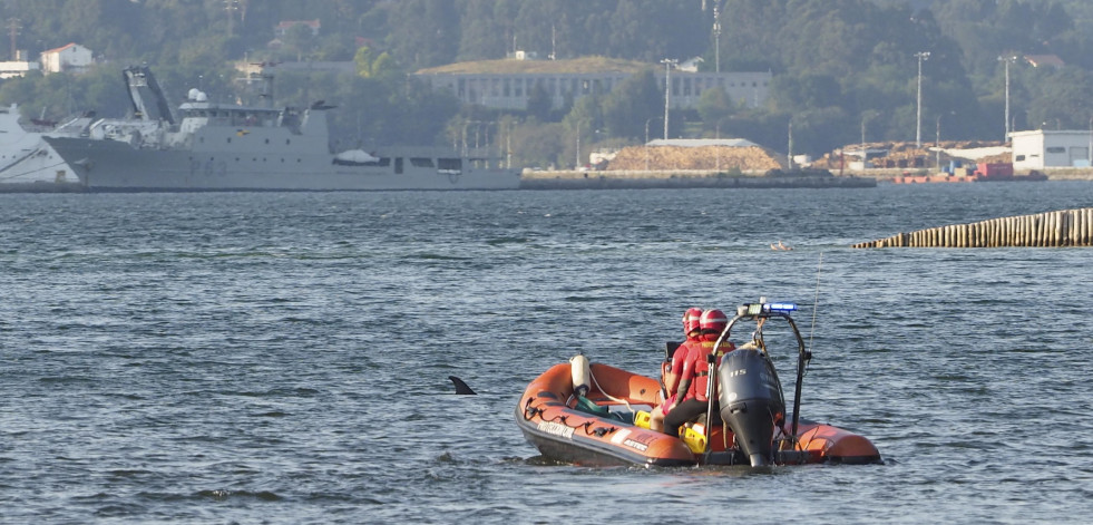 Devueltos al mar tres delfines varados en la ensenada do Baño, en el concello de Mugardos