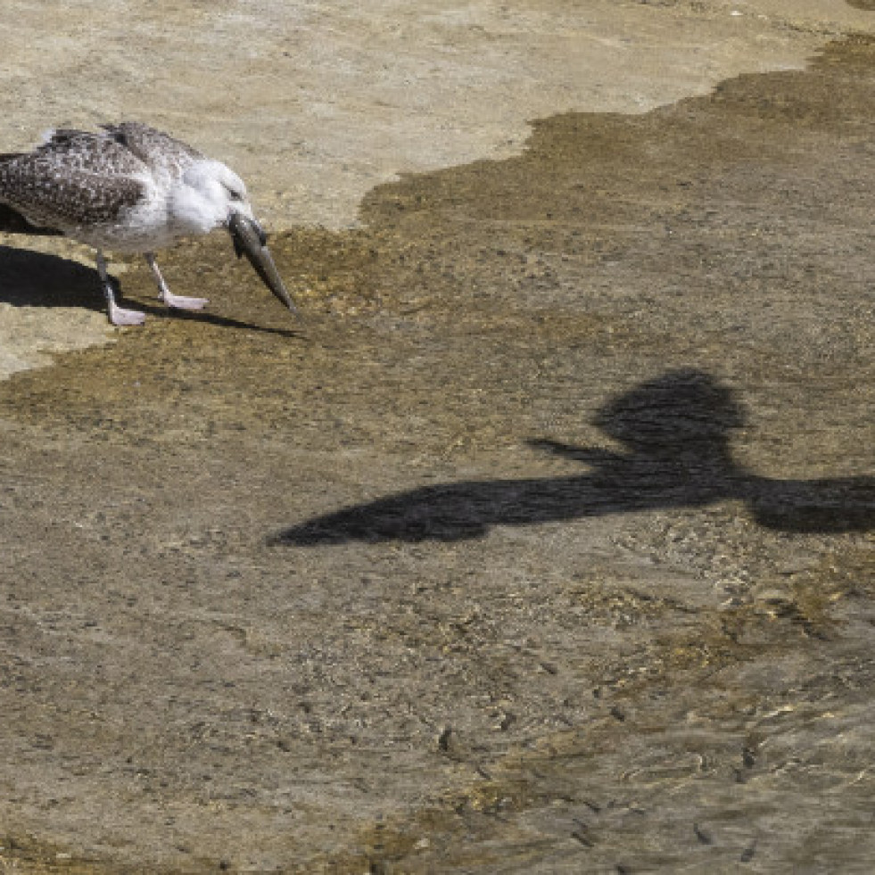 Una súper gaviota que se asienta en las Illas Atlánticas