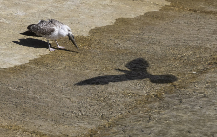 Una súper gaviota que se asienta en las Illas Atlánticas