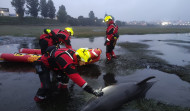 Rescatan a un delfín varado en la ensenada de A Gándara