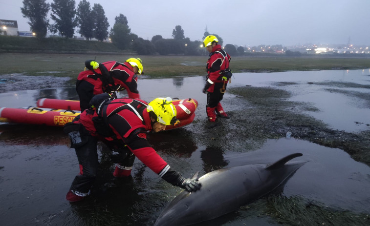 Rescatan a un delfín varado en la ensenada de A Gándara