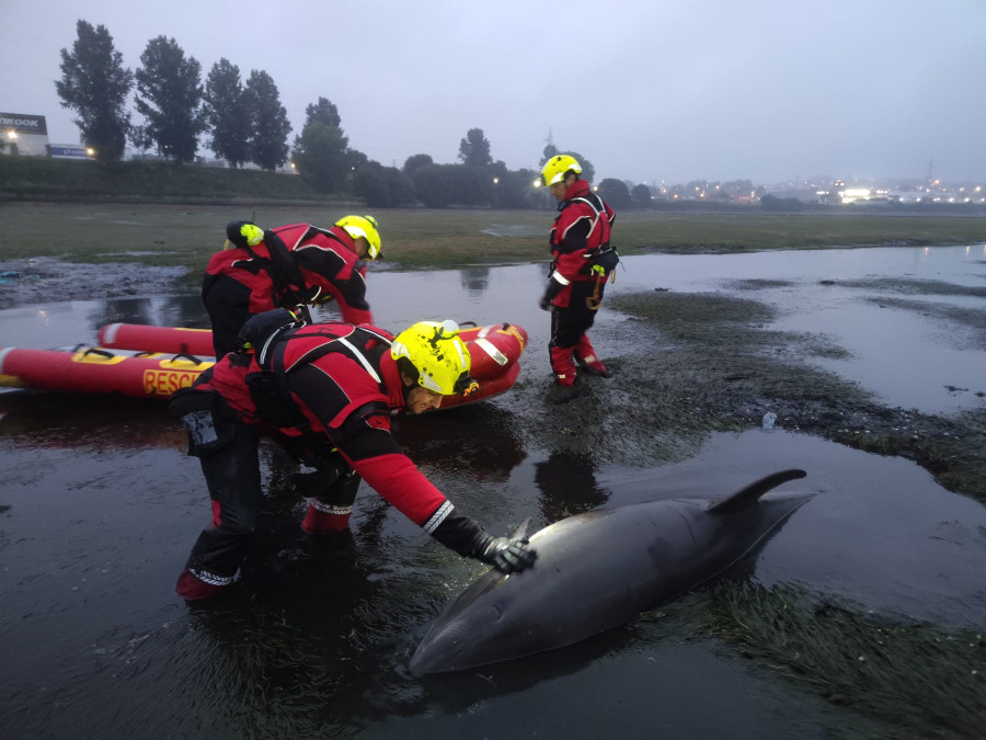 Rescatan a un delfín varado en la ensenada de A Gándara