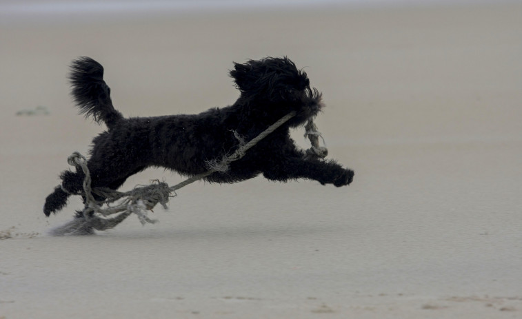 O Concello de Cabanas acolle hoxe un festival “dog-friendly” na praia canina da Madalena