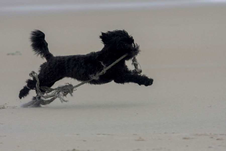 O Concello de Cabanas acolle hoxe un festival “dog-friendly” na praia canina da Madalena