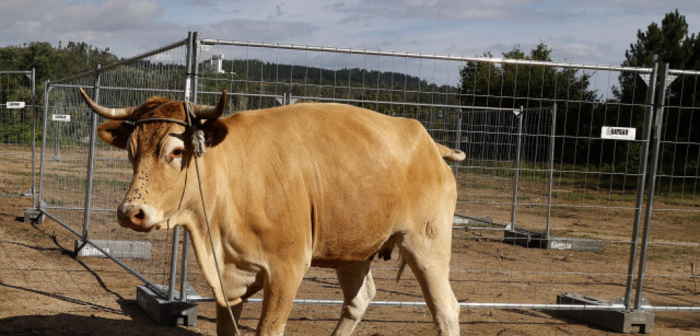 Un botín de 15.000 euros para el que acierte dónde caga una vaca en Cuntis