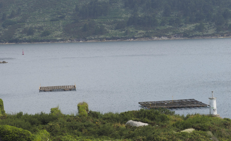 Mar ofrecerá la reinstalación de la batea en la ría el próximo verano tras los resultados de la primera campaña