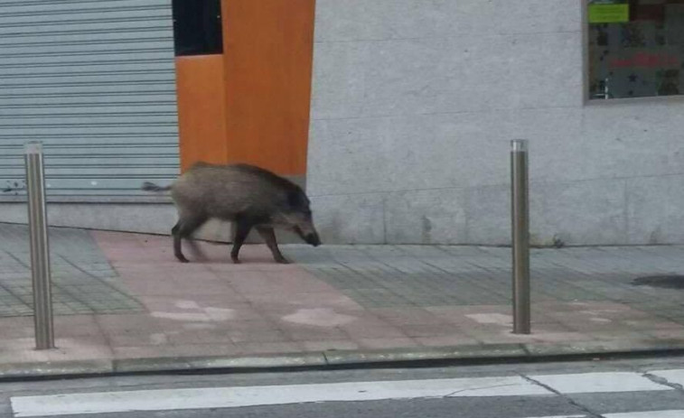 Xornada de dispersión dos xabarís para que abandonen o núcleo urbán de Cedeira