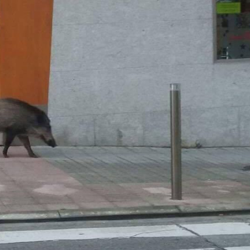 Xornada de dispersión dos xabarís para que abandonen o núcleo urbán de Cedeira