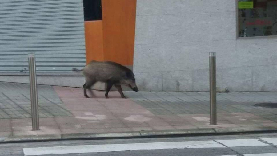 Xornada de dispersión dos xabarís para que abandonen o núcleo urbán de Cedeira