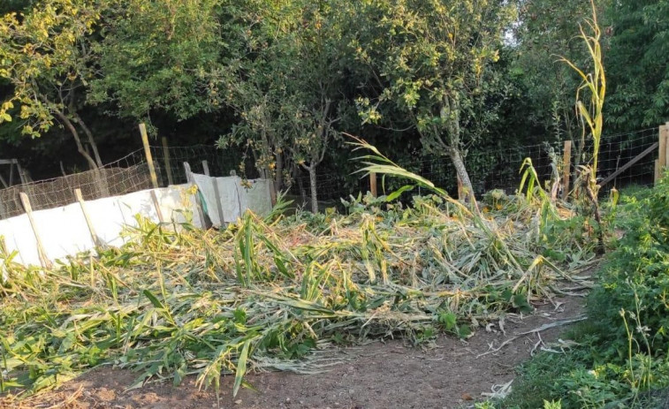 El jabalí pone en jaque a los agricultores de las comarcas