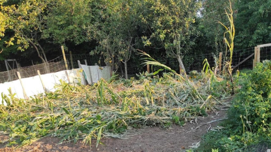 El jabalí pone en jaque a los agricultores de las comarcas