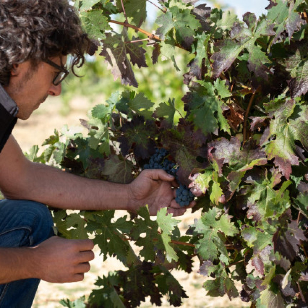 Pago Las Salinas 2000: el vino más exclusivo de Viñas del Cénit