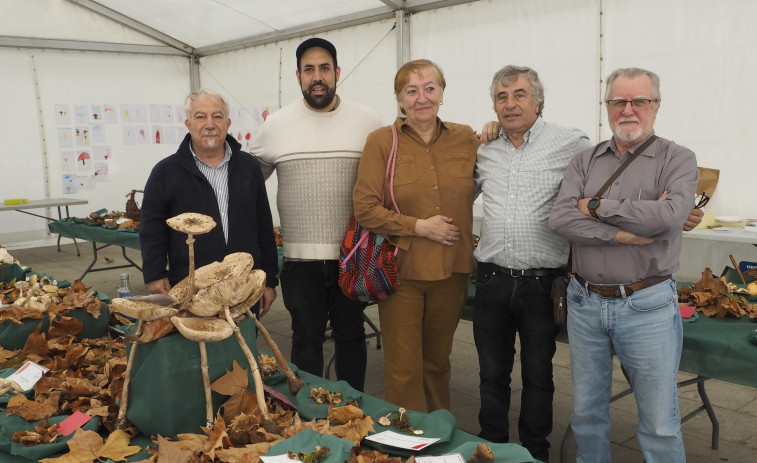 La exposición de setas de Viriato supera los 150 ejemplares y exhibe tres no citados hasta ahora en Galicia